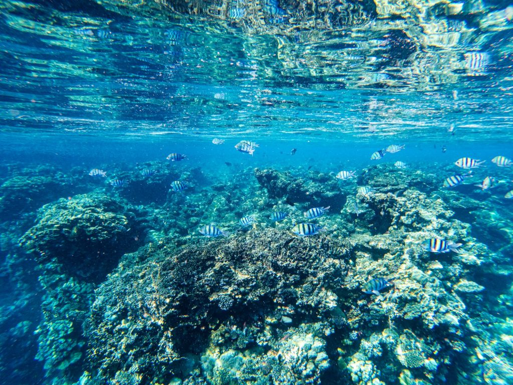 A Komodo Charter for Non-Divers & Snorkellers
