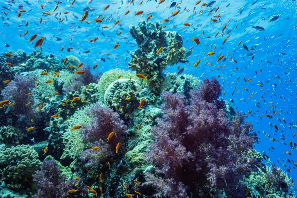 Komodo Private Charter Itinerary Ideas