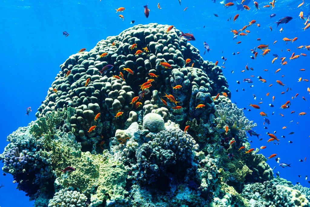 A Komodo Charter with Friends: How to Plan It
