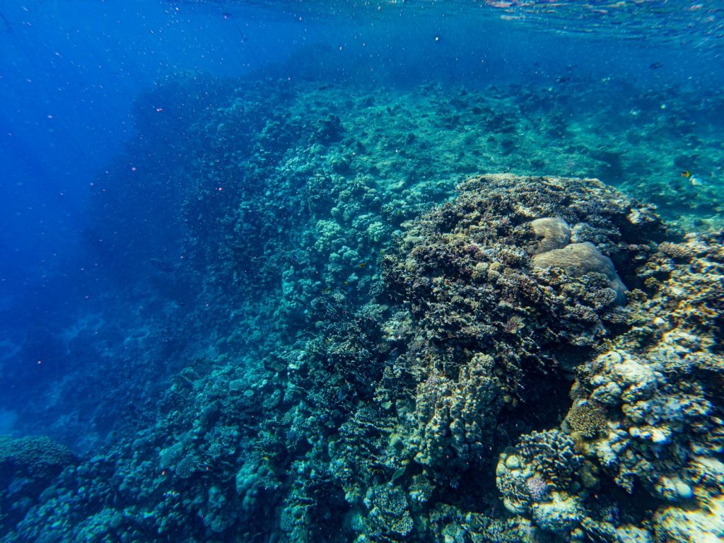 Planning a Komodo Honeymoon Charter