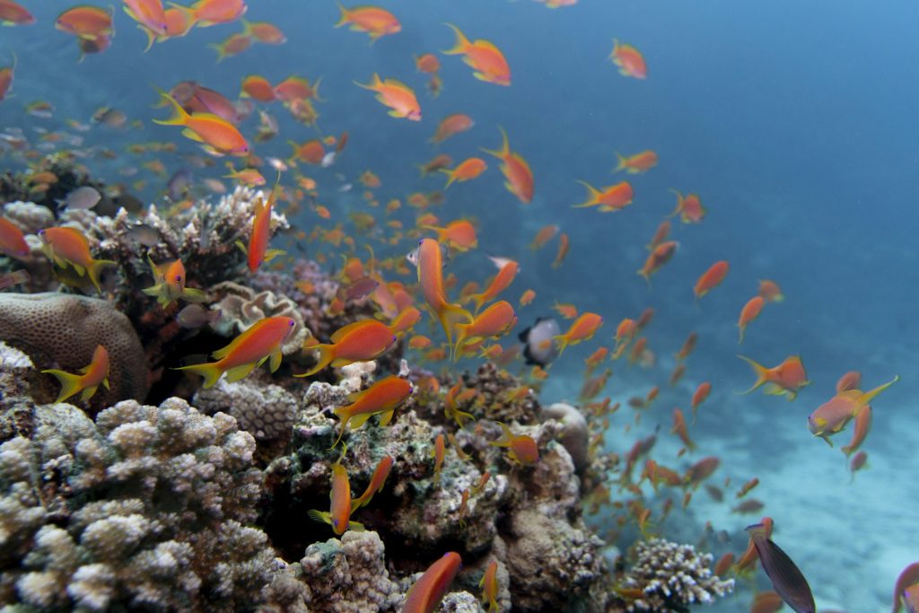A Private Komodo Charter for Photographers