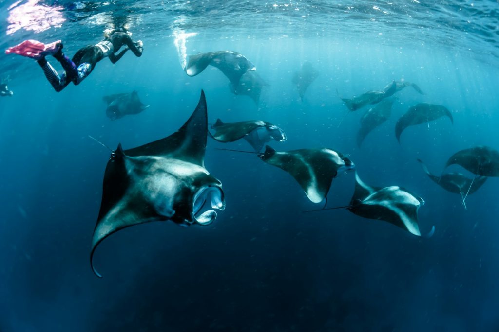 A Private Komodo Cruise for Divers (Set Your Own Pace)